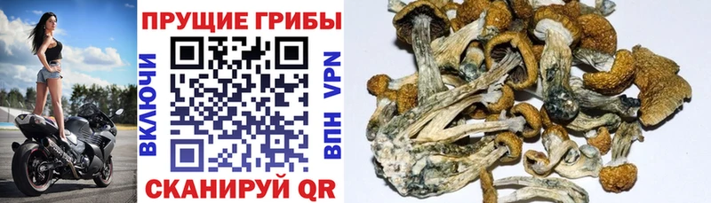 Купить закладки  Дорогобуж  Псилоцибиновые грибы прущие грибы 